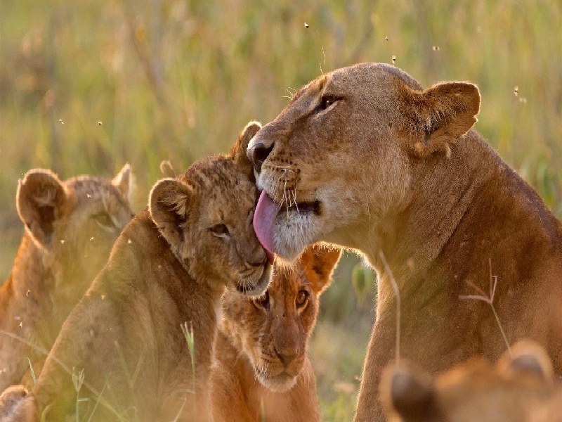 西北妇幼试管果（代孕泰国费用）